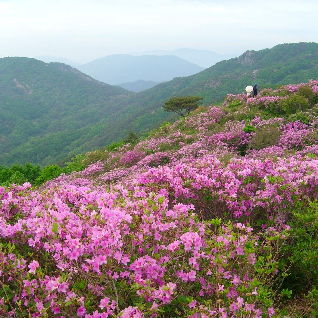 숲해설가, 예비해양해설사