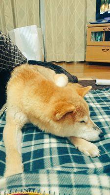 omisochansan's profile picture. 柴犬とスプーンと雑貨が好き。自由気ままに呟く