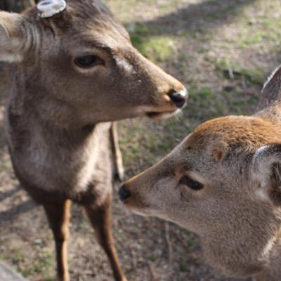 dyamada_'s profile picture. ディズニーと料理とゲームと猫と謎解きが好きななんでも屋系エンジニア。今はOSSな会社でDevOpsのコンサル