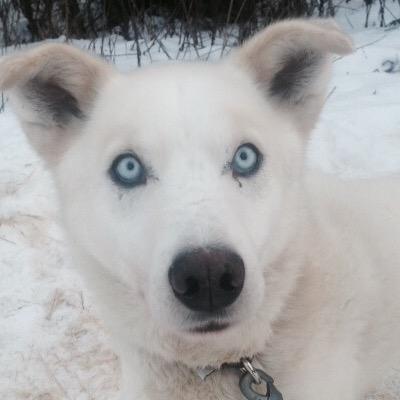 Mushing Radio is your source for everything mushing! Hosted live from KVRF 89.5 in Palmer, Alaska