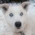 Mushing Radio (@mushingradio) Twitter profile photo