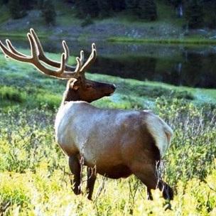 Hunt Broker.  Discounted hunts available for all species all over North America. #whitetail #hunting #huntingtrips #huntingguides #outfitters