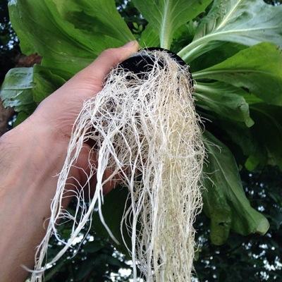 STEMdeeproots's profile picture. Hands-on discovery learning program and tutoring for children K-12 in DFW. Inspiring children to become critical thinkers, problem solvers & lifelong learners.