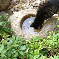 お茶の水女子大学裏千家茶道部 (@ocha_urasenke) 's Twitter Profile Photo