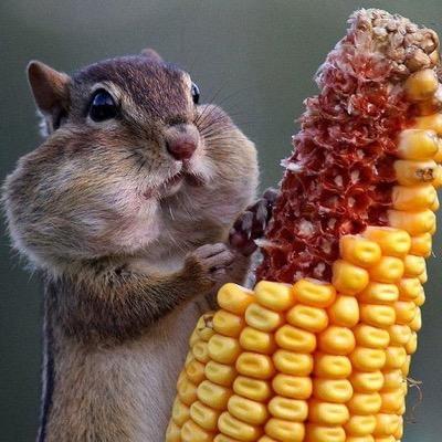 Animals Eating Food (@Animaleats) / Twitter Animals Eating Food (@Animaleats) / Twitter