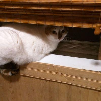 sunrevo54's profile picture. 