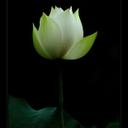 Trương Thị Cẩm Thúy - @White_Lotus_01 - Twitter