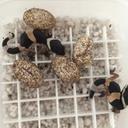 Cameron Ramsey - @CameronRamsey6 - Twitter