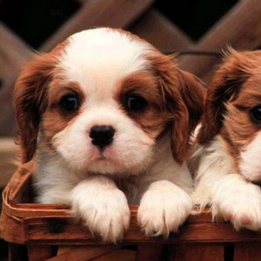 16lamch1's profile picture. Student from King George V