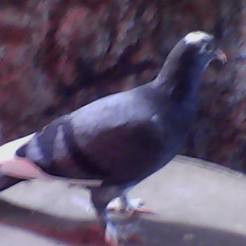 pianxtc's profile picture. 