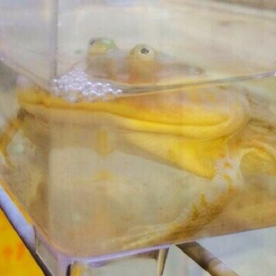 セイモのプロフィール写真