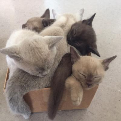Pontisbright's profile picture. Muffy, Tilly,  Dandy and Kassie - Burmese cats and their Pontisbright kittens