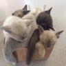 Pontisbright's profile picture. Muffy, Tilly,  Dandy and Kassie - Burmese cats and their Pontisbright kittens
