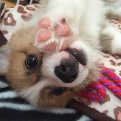 うさぎと、犬飼ってますねぇ あとなに？
北海道に住んでて、あとなに？
楽器も弾いたりひかれたり
車も運転できる。
歩ける、横にもなれる。