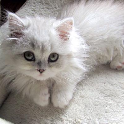 fzfliz's profile picture. 