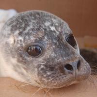 Hessilhead Rescue (@hessilhead) 's Twitter Profile