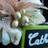 CathLambertini's profile image