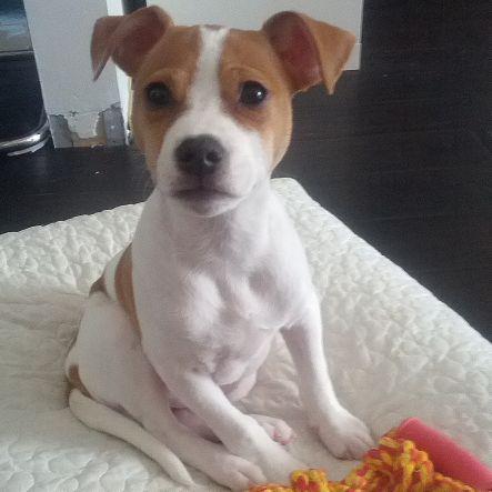 dragbragb's profile picture. Toretto is a 4 month puppy! I am having so much trouble housetraining him and reducing his aggression. help us raise the funds to send him to obedience camp.