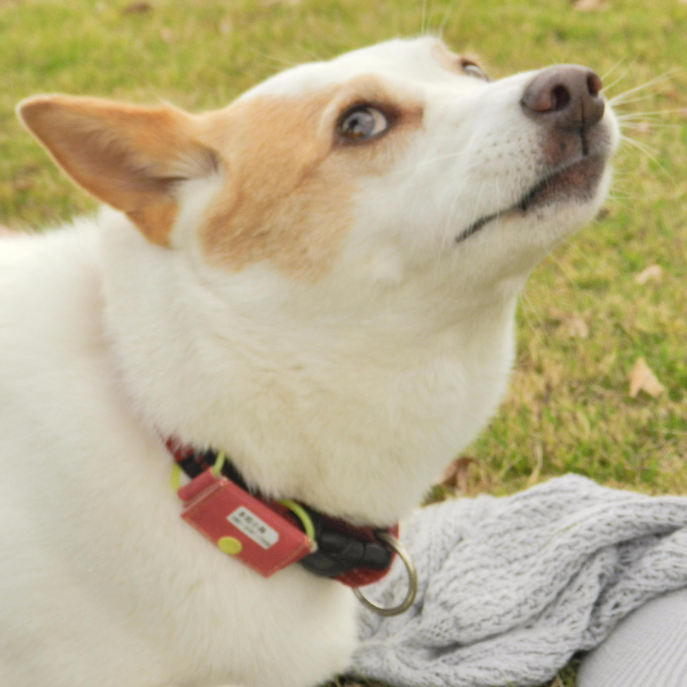 MIX犬小梅(今年の5月で12歳になります)と散歩しながら身近な生き物達から教えられる日々。ゆるゆる気の赴くまま小梅と出掛けてます。一つ一つを大切にみたい。

これからも観察は続けますが、写真をupする事は少くなると思われます。
暫く冬眠に入ります。