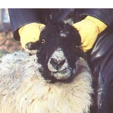 Wool