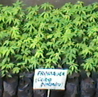 CAdzope's profile picture. 