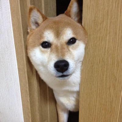 ryo_ngD's profile picture. 社会人 / サッカー / 浦和レッズ / スニーカー