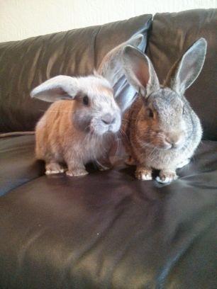 We are two little bunnies who live with our mummies. We enjoy hopping about and nibbling on things which we shouldn't. Please follow us to keep up with us both