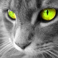 Cuanto más observo al ser humano más animal me siento
@wonderanimals.bsky.social