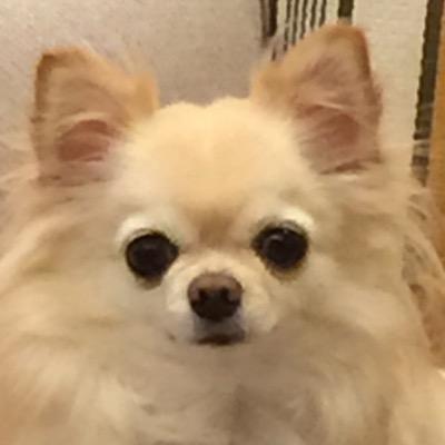 音楽と美術、歴史、美しいもの、そして人と犬が好き♪フランス、中世、17世紀〜19世紀、古楽etc.