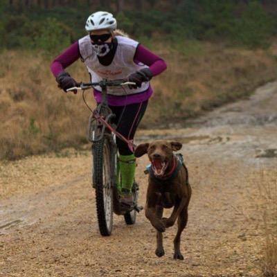 Gruff competes in dryland dogsport disciplines of both scooter and canicross with his human (who is considerably slower than him)