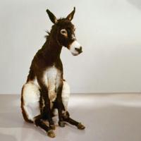 il mulo seduto (@ilsedutomulo) 's Twitter Profile Photo il mulo seduto (@ilsedutomulo) 's Twitter Profile Photo