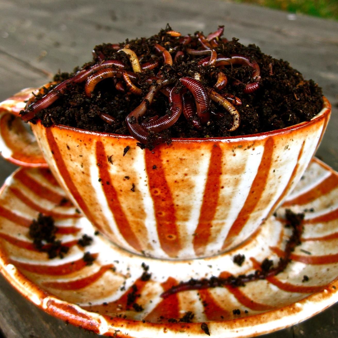 teaforplants's profile picture. Helping heal and enliven soil one garden at a time.