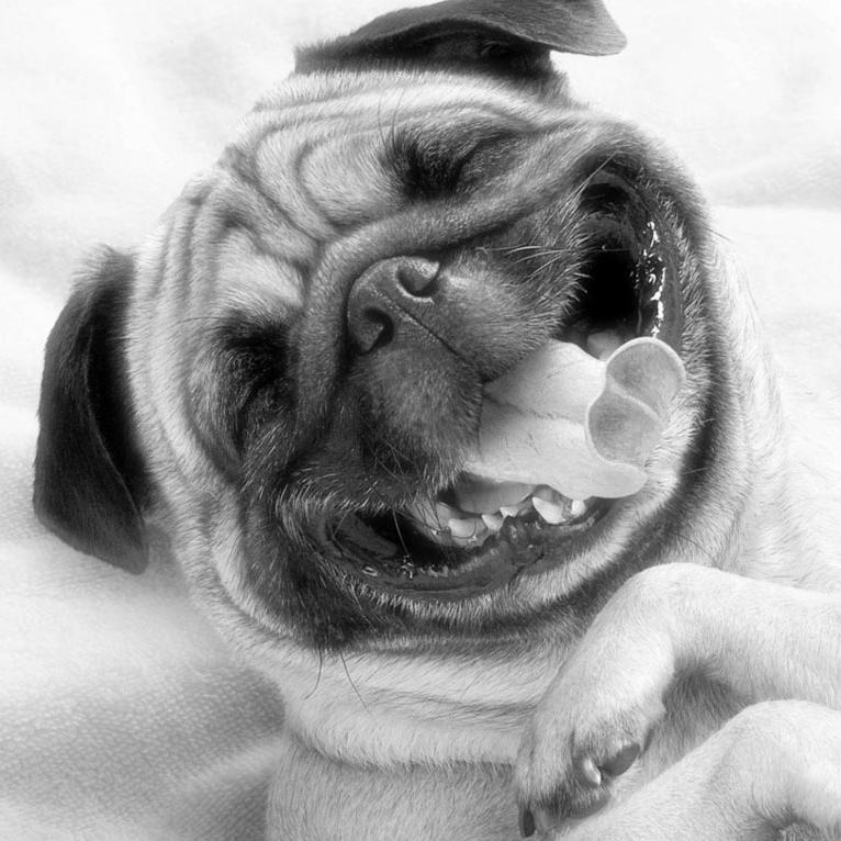 tolstyi_mops's profile picture. #OzzyOsbourne #Rammstein