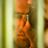 pukhi_135's profile image