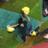 karloskatari's profile image
