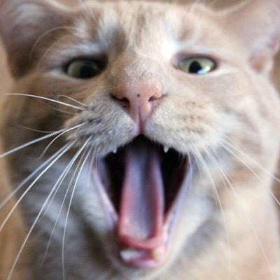 Our names are Fender and Treble. We have the purrrfect cat life. We sleep. We eat. We play. We learn. Fender is very quiet and Treble is crazy! =^._.^=