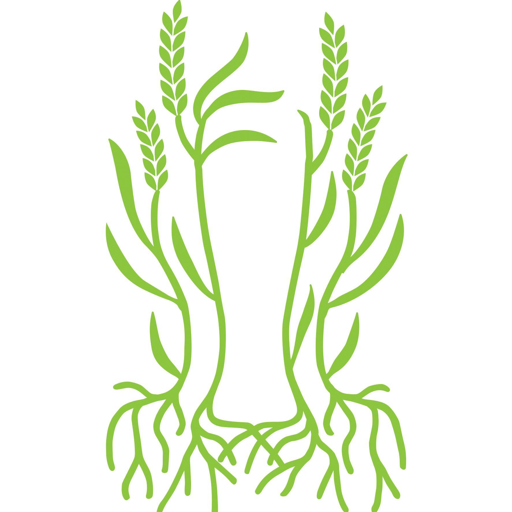 CraftRootsBrew's profile picture. True neighborhood taproom and brewery working exclusively with locally-sourced craft malt and hops. Drink deeper...