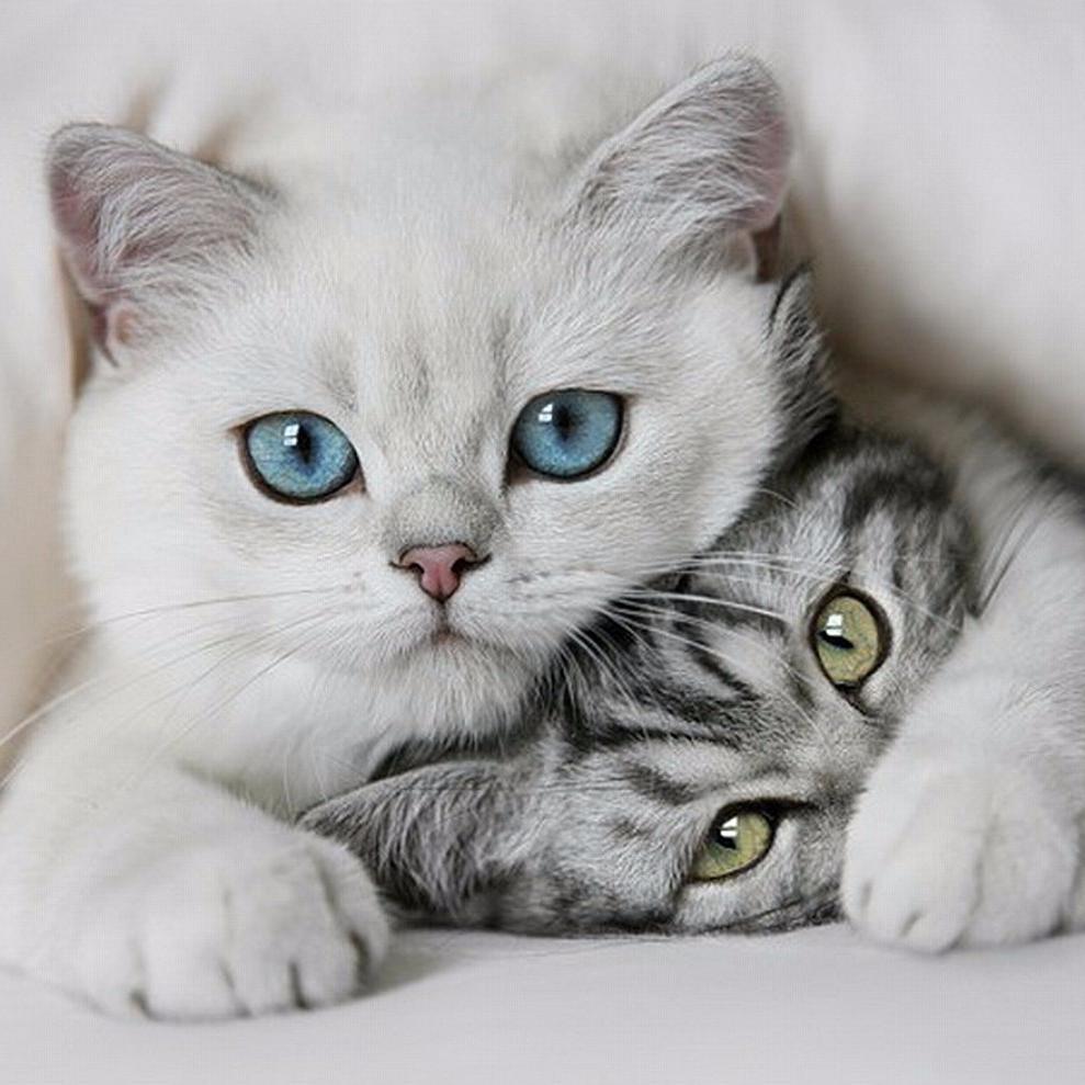 Meow!