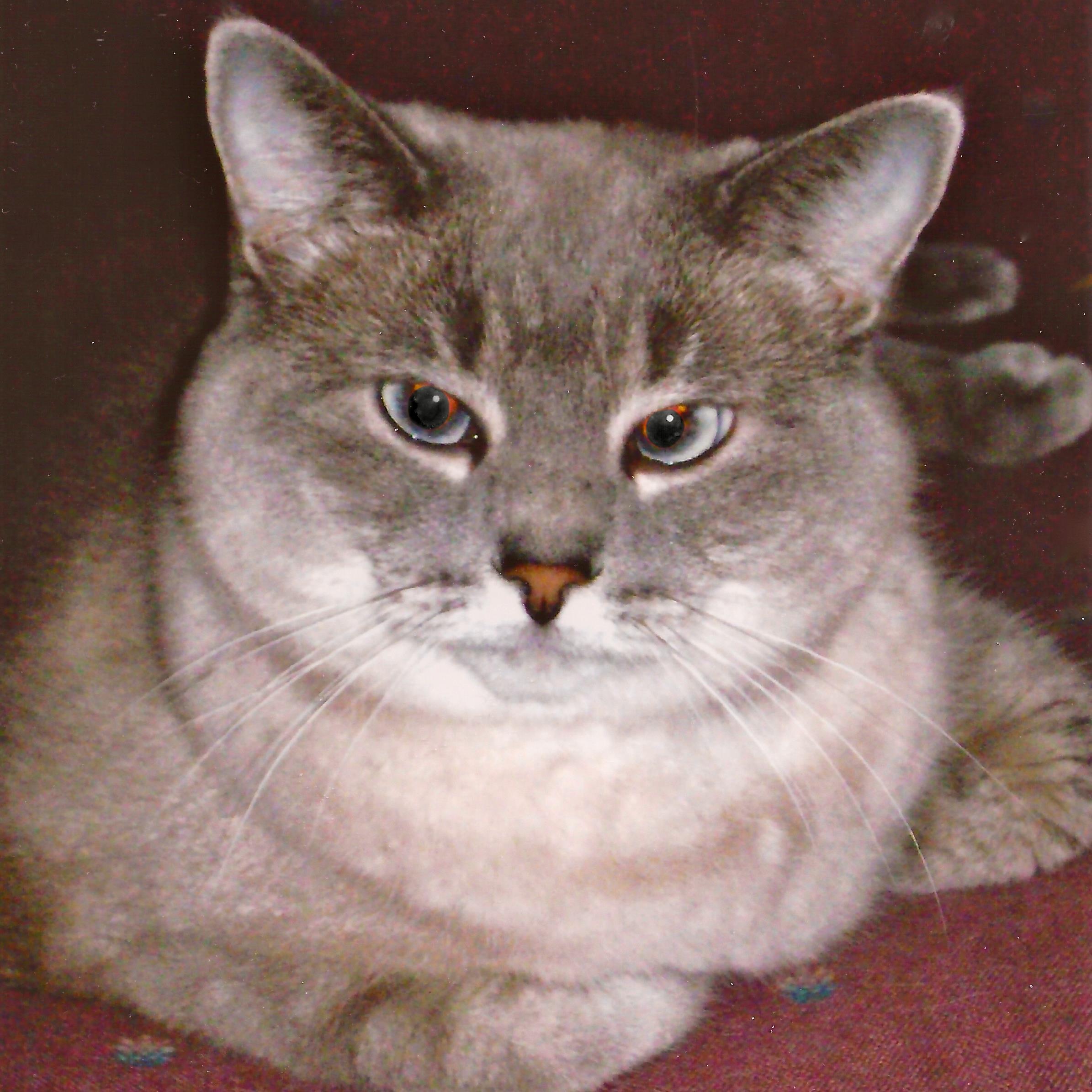 dianetaveira's profile picture. A humble, yet lovable library lady who is becoming the quantum realization of ALL! SOMOS UN CORAZON!  PAZ Y LUZ! ;*}