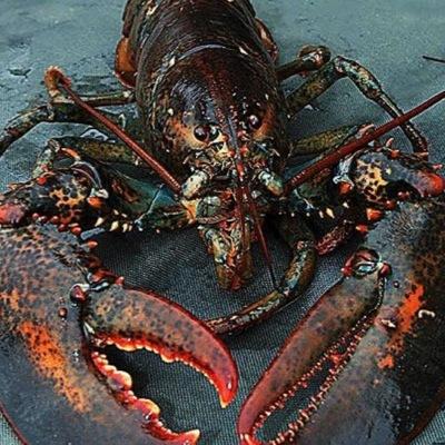 WE HAVE RIGHTS TOO YOU HUMAN PUKE BASKETS. #EndRedLobster