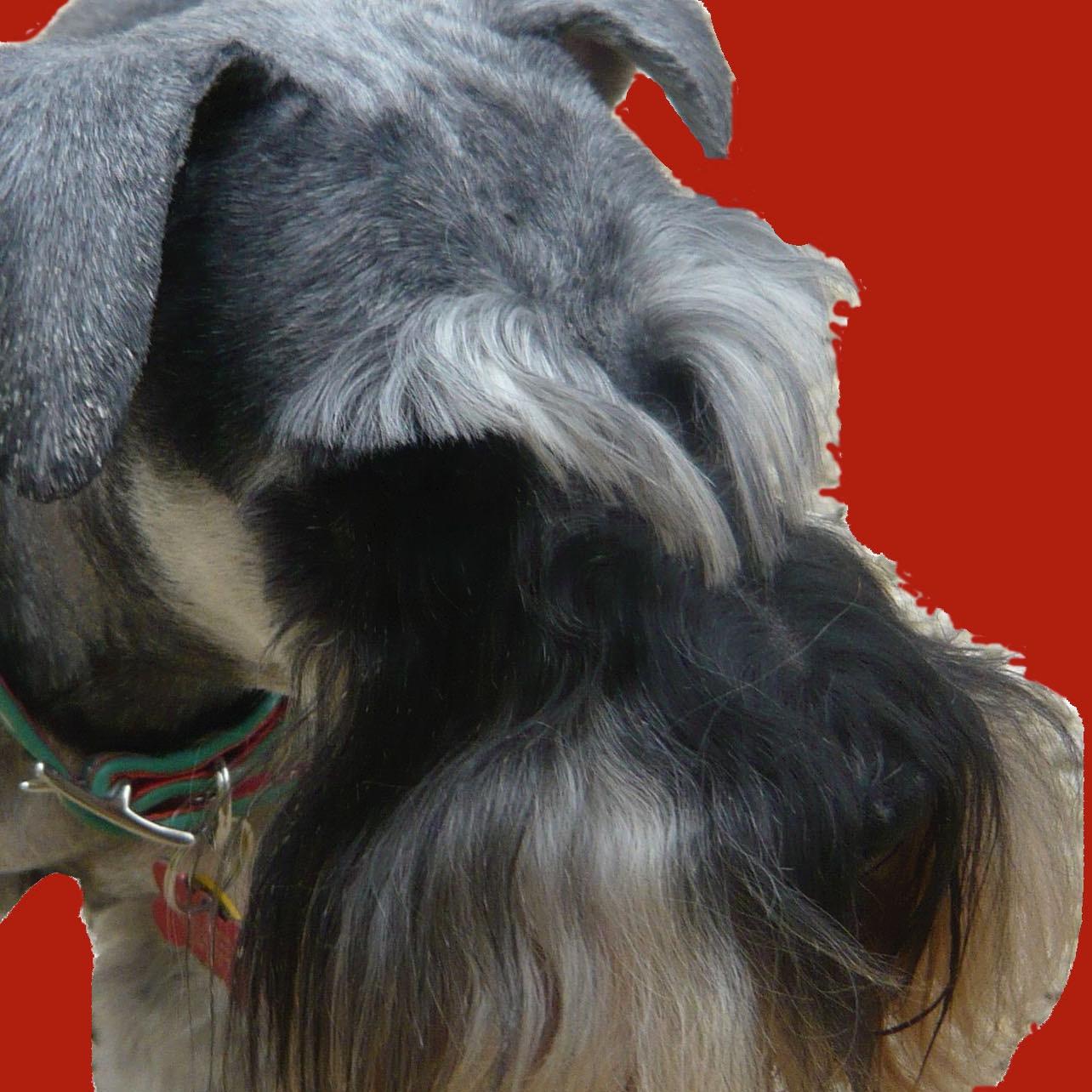 I’m a mini schnauzer who had a good life 9 Aug 2000 – 21 Sept 2013. I'll always watch over my darling @LoopeyDoops & my heirs @HugoDogBoss @HectorDogHouse