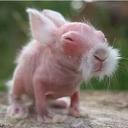 Lisa Rhea - @lisarobbie96 - Twitter