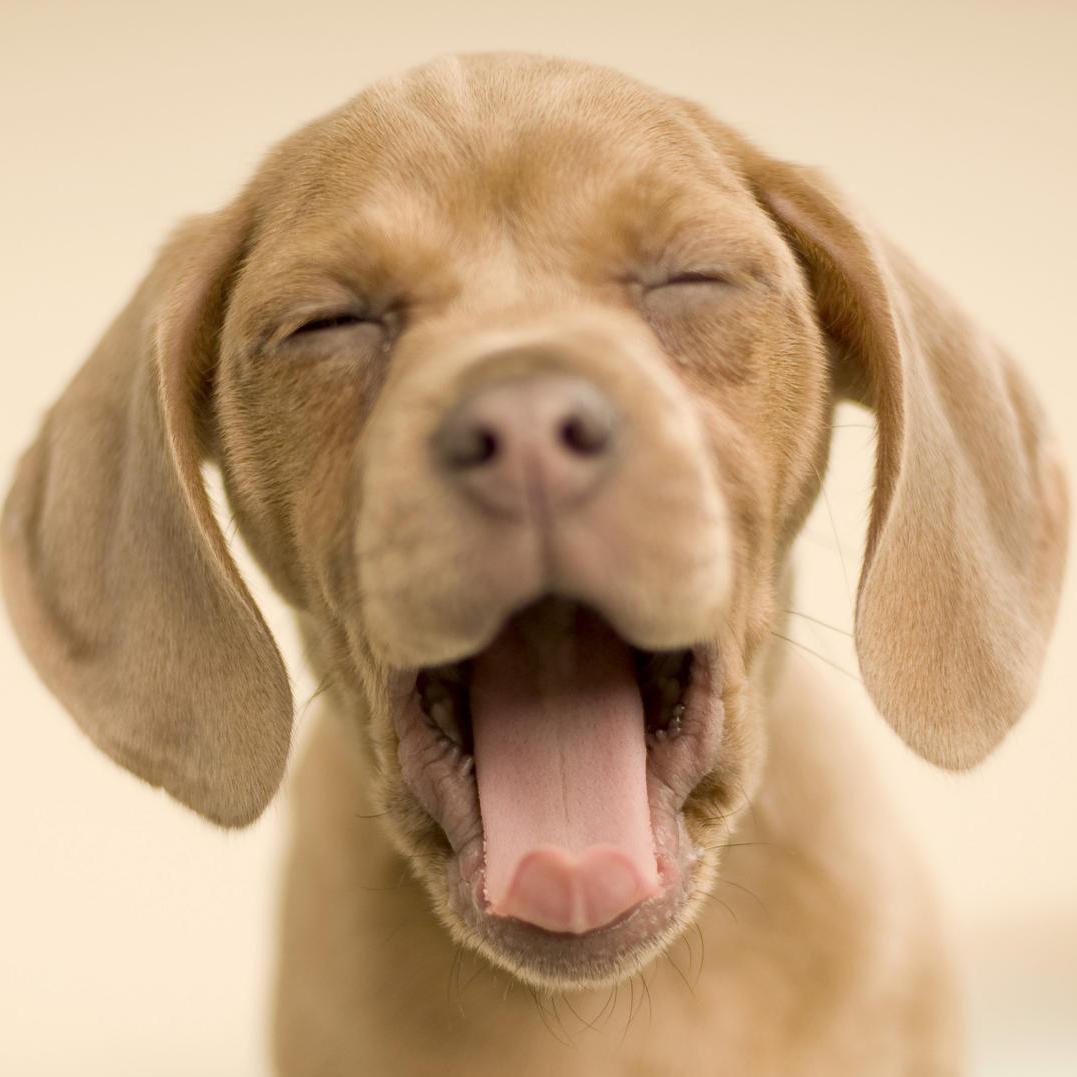 the_scriptfan's profile picture. 