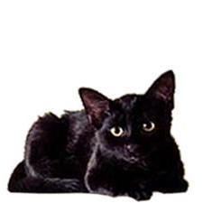 Meaw.