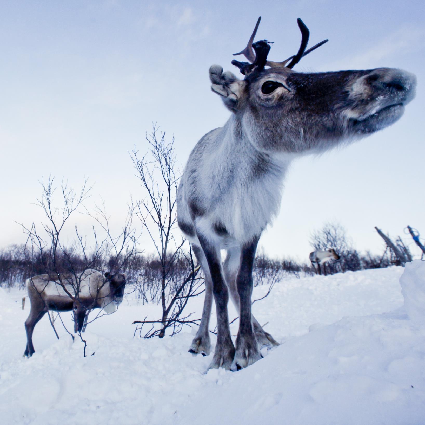 officialkrgdr's profile picture. 