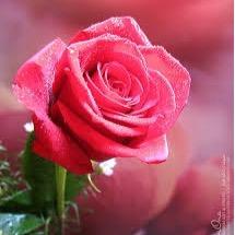 Asalalain2's profile picture. 