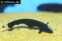 Pembudidaya ikan eksotik Black Ghost | sedia starter Microworm unt makanan anak ikan