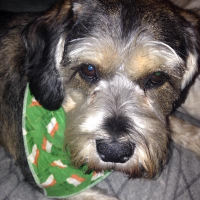 BaronGoose's profile picture. Baron Goose, best Wingman ever to my humans @FitzieP and @Pontecarloblue, sausage aficionado, destroyer of balls