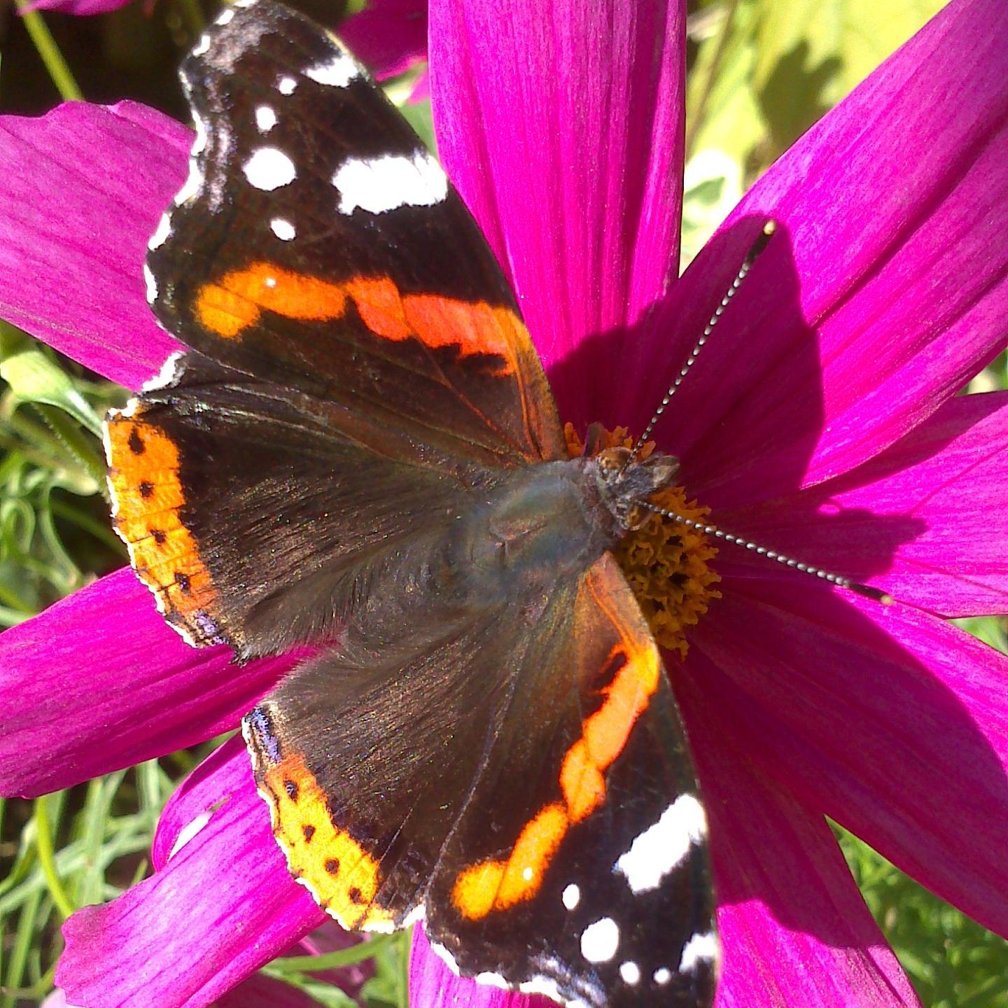 Planting for Wildlife - encouraging bees, butterflies and birds into gardens