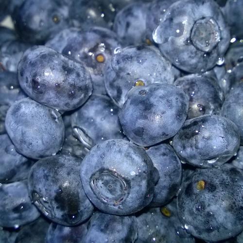 MBBlueberry's profile picture. I ❤  Blueberries